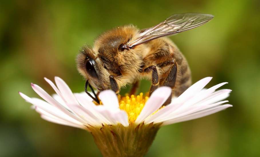 Администрация Липецкой области выделит пчеловодам средства на покупку новых пчелосемей