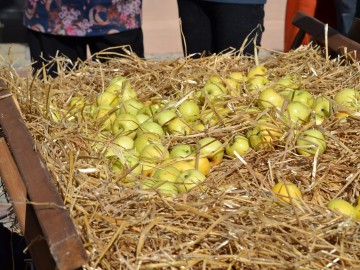 IX Межрегиональный событийный туристский фестиваль «Антоновские яблоки» встречает гостей