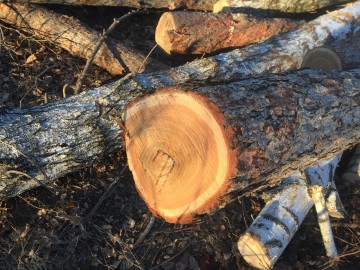 В городе Ельце происходит уничтожение парка 40-летия Октября!