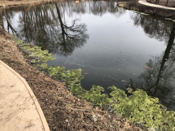 Пожилой человек в инвалидном кресле не смог попасть в Петровский парк города Ельца!