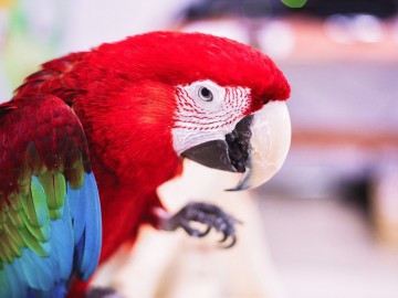 Елец, встречай! Дом экзотических животных "ДЖУМАНДЖИ"