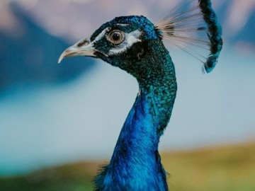 Елец, встречай! Дом экзотических животных "ДЖУМАНДЖИ"