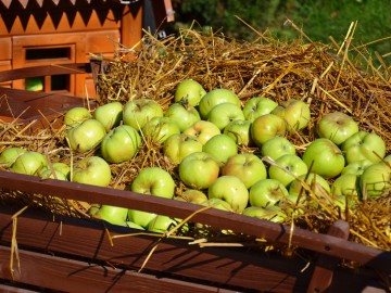 Фото с фестиваля "Антоновские яблоки" в Ельце