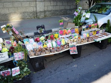 Фото с фестиваля "Антоновские яблоки" в Ельце