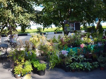 Фото с фестиваля "Антоновские яблоки" в Ельце