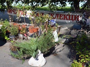 Фото с фестиваля "Антоновские яблоки" в Ельце