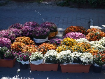 Фото с фестиваля "Антоновские яблоки" в Ельце