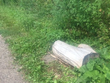 Петровский парк в Ельце преобразился?