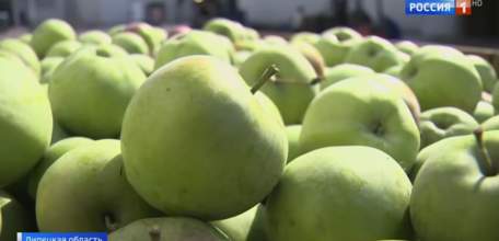 Яблочные сады Липецкой области обеспечивают фруктами пятую часть внутреннего рынка страны