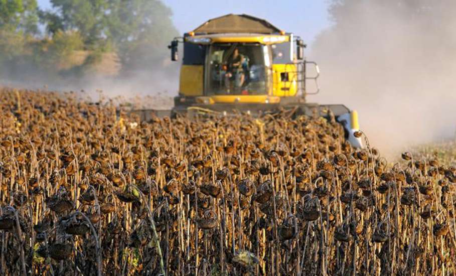 Липецкие аграрии ударными темпами убирают кукурузу на зерно и масличные