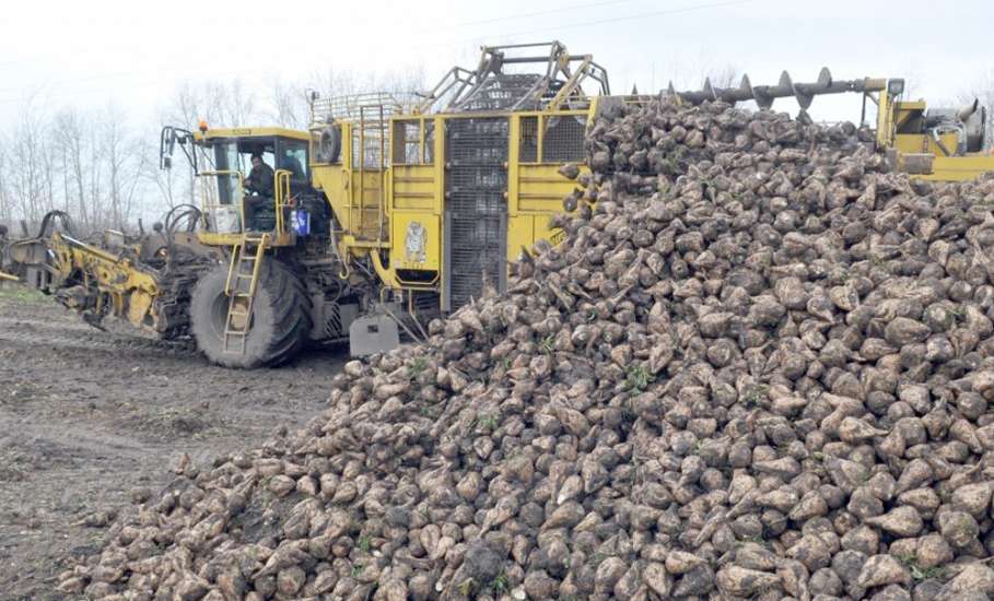 Два миллиона тонн сахарной свеклы собрано в Липецкой области