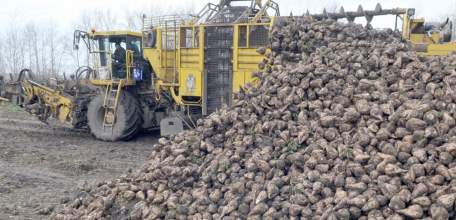 Два миллиона тонн сахарной свеклы собрано в Липецкой области