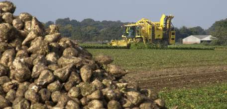 Липецкие аграрии собрали 3 млн. тонн сахарной свеклы