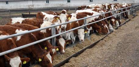 Начинающие липецкие фермеры получат дополнительно более 39,4 млн. рублей