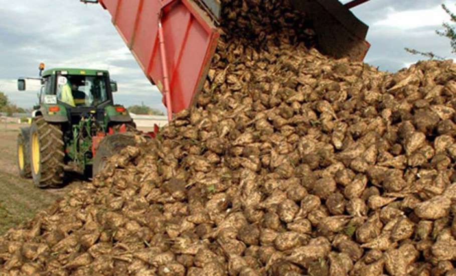 Уборка сахарной свеклы подходит к завершению в Липецкой области
