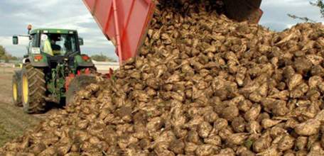 Уборка сахарной свеклы подходит к завершению в Липецкой области