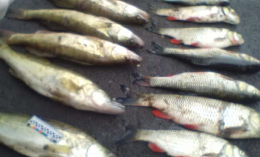 Полицейские пресекли незаконный вылов рыбы в Елецком районе