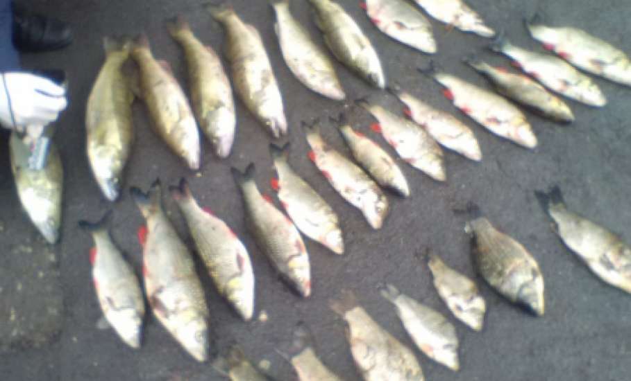 Полицейские пресекли незаконный вылов рыбы в Елецком районе