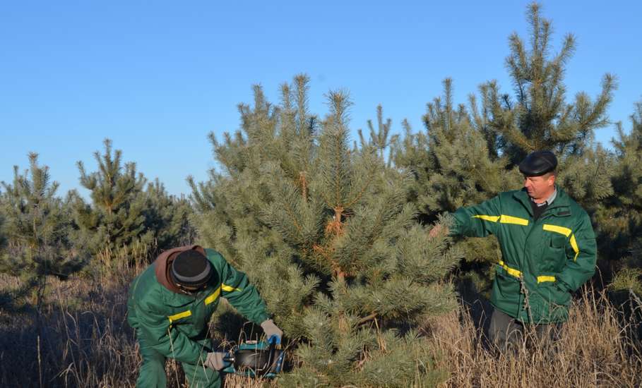 Лесники Липецкой области планируют заготовить более 25 тысяч лесных новогодних красавиц