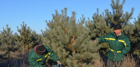 Лесники Липецкой области планируют заготовить более 25 тысяч лесных новогодних красавиц