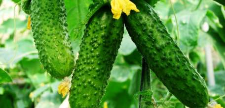 Сбор овощей закрытого грунта в Липецкой области с начала года превысил 12 тысяч тонн