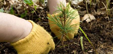 Лесоводы Липецкой области подвели итоги работы за 2018 год