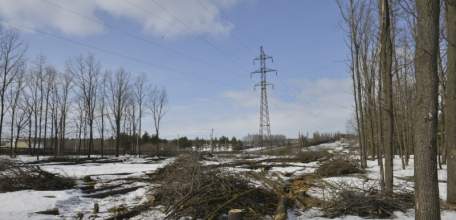 Информация по вырубке деревьев в парке 40-летия Октября