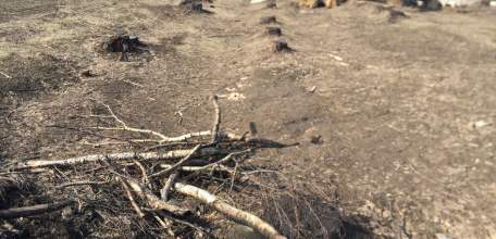 Неизвестные лица спилили аллею берёзовых посадок в Елецком районе