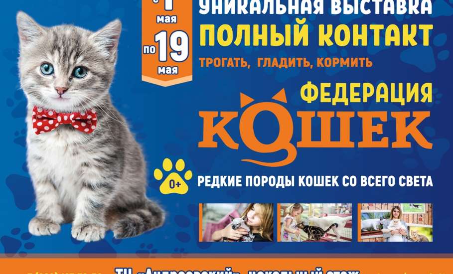 Встречайте! Впервые в г. Елец контактная выставка «Федерация кошек» из Санкт-Петербурга!