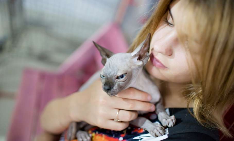 Встречайте! Впервые в г. Елец контактная выставка «Федерация кошек» из Санкт-Петербурга!