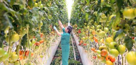 Липецкая область продолжает лидировать в России по сбору овощей в закрытом грунте