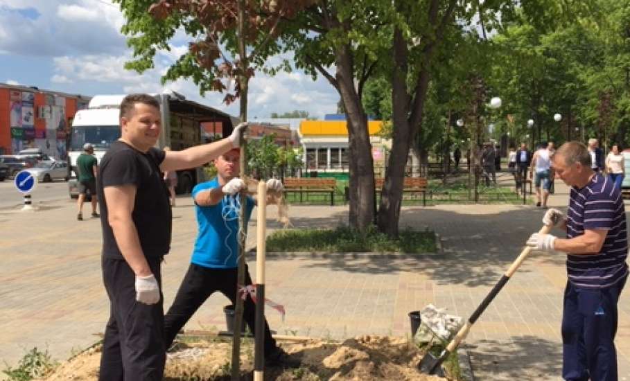 В сквере Харченко высадили саженцы клёна и липы