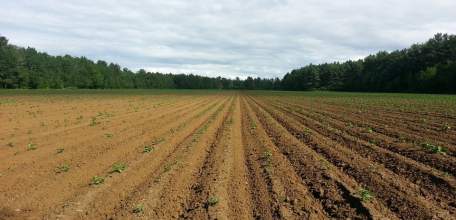 Весенний сев в Липецкой области практически завершён