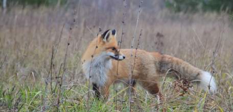 Вакцинация диких животных!