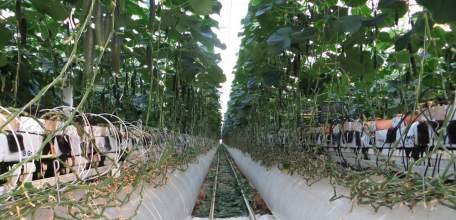 Более 50 тысяч тонн овощей закрытого грунта собрано в Липецкой области