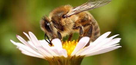 Администрация Липецкой области выделит пчеловодам средства на покупку новых пчелосемей