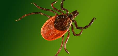 О ситуации и мерах по предупреждению инфекций, передающихся иксодовыми клещами в Липецкой области на 18 июля 2019 г.