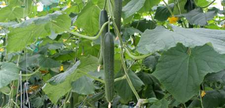 Липецкая область – в числе лидеров в России по сбору овощей закрытого грунта