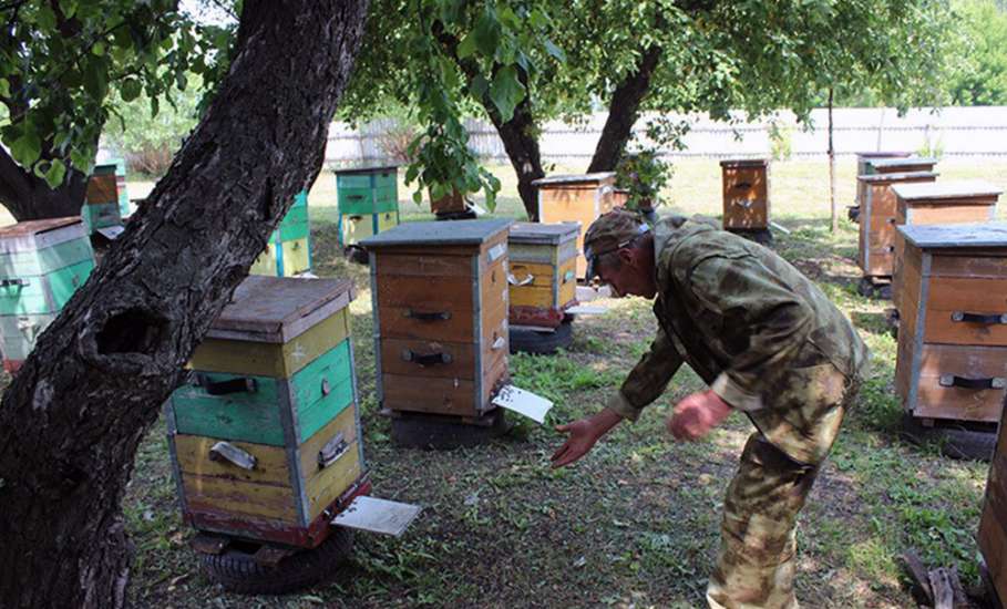 Выплаты пчеловодам начинаются в Липецкой области
