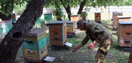 Выплаты пчеловодам начинаются в Липецкой области