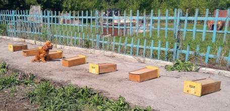 Старший инструктор-кинолог ИК-3 города Ельца занял 1 место в соревнованиях среди специалистов-кинологов учреждений УИС Липецкой области