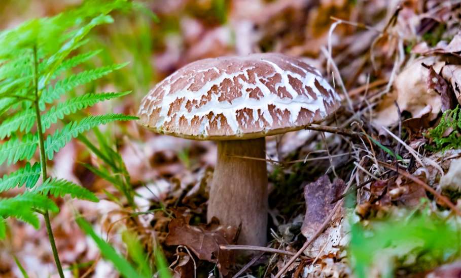 Двое взрослых и 10-летняя девочка из Елецкого района отравились грибами