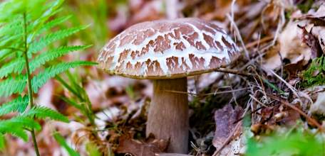 Двое взрослых и 10-летняя девочка из Елецкого района отравились грибами