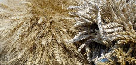 Экспорт продукции АПК в Липецкой области значительно вырос