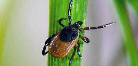 О ситуации и мерах по предупреждению инфекций, передающихся иксодовыми клещами по состоянию на 23 августа 2019 года