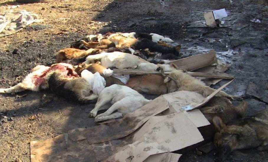 Ельчане, не будьте равнодушными! Подпишите петицию против убийства животных!
