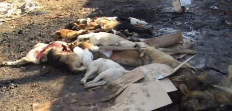 Ельчане, не будьте равнодушными! Подпишите петицию против убийства животных!