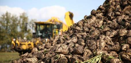 В Липецкой области набирает обороты уборка сахарной свеклы