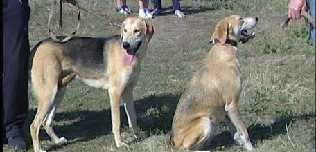 Золотой экстерьер: ко Дню города в Ельце прошла выставка родословных охотничьих собак