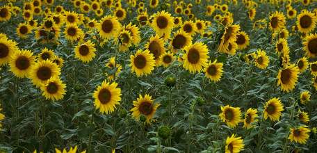 Рекордные урожаи масличных культур собирают аграрии Липецкой области